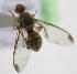  ( - cau01298)  @13 [ ] Unspecified (default): All Rights Reserved (2010) China Agricutural University, Insect Collection China Agricutural University, Insect Collection