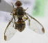  (Bactrocera Sp.11 - cau01298)  @13 [ ] Unspecified (default): All Rights Reserved (2010) China Agricutural University, Insect Collection China Agricutural University, Insect Collection