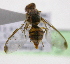  ( - cau01299)  @13 [ ] Unspecified (default): All Rights Reserved (2010) China Agricutural University, Insect Collection China Agricutural University, Insect Collection