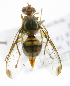  ( - cau01300)  @13 [ ] Unspecified (default): All Rights Reserved (2010) China Agricutural University, Insect Collection China Agricutural University, Insect Collection