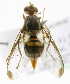  ( - cau01300)  @13 [ ] Unspecified (default): All Rights Reserved (2010) China Agricutural University, Insect Collection China Agricutural University, Insect Collection