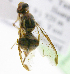  ( - cau01301)  @13 [ ] Unspecified (default): All Rights Reserved (2010) China Agricutural University, Insect Collection China Agricutural University, Insect Collection