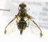 ( - cau01302)  @13 [ ] Unspecified (default): All Rights Reserved (2010) China Agricutural University, Insect Collection China Agricutural University, Insect Collection