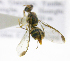  ( - cau01303)  @13 [ ] Unspecified (default): All Rights Reserved (2010) China Agricutural University, Insect Collection China Agricutural University, Insect Collection
