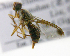  ( - cau01304)  @13 [ ] Unspecified (default): All Rights Reserved (2010) China Agricutural University, Insect Collection China Agricutural University, Insect Collection