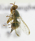  (Bactrocera Sp.41 - cau01307)  @11 [ ] Unspecified (default): All Rights Reserved (2010) China Agricutural University, Insect Collection China Agricutural University, Insect Collection