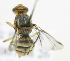  ( - cau01316)  @12 [ ] Unspecified (default): All Rights Reserved (2010) China Agricutural University, Insect Collection China Agricutural University, Insect Collection