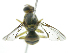  ( - cau01317)  @12 [ ] Unspecified (default): All Rights Reserved (2010) China Agricutural University, Insect Collection China Agricutural University, Insect Collection
