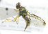  (Bactrocera Sp.57 - cau01318)  @12 [ ] Unspecified (default): All Rights Reserved (2010) China Agricutural University, Insect Collection China Agricutural University, Insect Collection