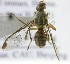  ( - cau01369)  @13 [ ] Unspecified (default): All Rights Reserved (2010) China Agricutural University, Insect Collection China Agricutural University, Insect Collection