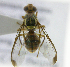  ( - cau01370)  @13 [ ] Unspecified (default): All Rights Reserved (2010) China Agricutural University, Insect Collection China Agricutural University, Insect Collection