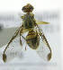  ( - cau01371)  @13 [ ] Unspecified (default): All Rights Reserved (2010) China Agricutural University, Insect Collection China Agricutural University, Insect Collection