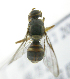  ( - cau01374)  @13 [ ] Unspecified (default): All Rights Reserved (2010) China Agricutural University, Insect Collection China Agricutural University, Insect Collection