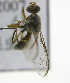 ( - cau01374)  @13 [ ] Unspecified (default): All Rights Reserved (2010) China Agricutural University, Insect Collection China Agricutural University, Insect Collection