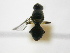  ( - cau01376)  @12 [ ] Unspecified (default): All Rights Reserved (2010) China Agricutural University, Insect Collection China Agricutural University, Insect Collection