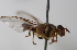  ( - cau01388)  @11 [ ] Unspecified (default): All Rights Reserved (2010) China Agricutural University, Insect Collection China Agricutural University, Insect Collection