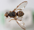  ( - cau01393)  @11 [ ] Unspecified (default): All Rights Reserved (2010) China Agricutural University, Insect Collection China Agricutural University, Insect Collection