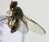  (Bactrocera Sp.46 - cau01403)  @12 [ ] Unspecified (default): All Rights Reserved (2010) China Agricutural University, Insect Collection China Agricutural University, Insect Collection
