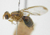  ( - cau01414)  @11 [ ] Unspecified (default): All Rights Reserved (2010) China Agricutural University, Insect Collection China Agricutural University, Insect Collection