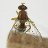  ( - cau01417)  @11 [ ] Unspecified (default): All Rights Reserved (2010) China Agricutural University, Insect Collection China Agricutural University, Insect Collection