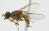  ( - cau01417)  @11 [ ] Unspecified (default): All Rights Reserved (2010) China Agricutural University, Insect Collection China Agricutural University, Insect Collection
