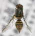  ( - cau01418)  @11 [ ] Unspecified (default): All Rights Reserved (2010) China Agricutural University, Insect Collection China Agricutural University, Insect Collection