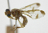  ( - cau01422)  @11 [ ] Unspecified (default): All Rights Reserved (2010) China Agricutural University, Insect Collection China Agricutural University, Insect Collection