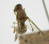  ( - cau01422)  @11 [ ] Unspecified (default): All Rights Reserved (2010) China Agricutural University, Insect Collection China Agricutural University, Insect Collection
