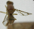  ( - cau01423)  @11 [ ] Unspecified (default): All Rights Reserved (2010) China Agricutural University, Insect Collection China Agricutural University, Insect Collection