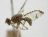  ( - cau01423)  @11 [ ] Unspecified (default): All Rights Reserved (2010) China Agricutural University, Insect Collection China Agricutural University, Insect Collection