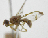  ( - cau01423)  @11 [ ] Unspecified (default): All Rights Reserved (2010) China Agricutural University, Insect Collection China Agricutural University, Insect Collection