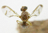  ( - cau01424)  @11 [ ] Unspecified (default): All Rights Reserved (2010) China Agricutural University, Insect Collection China Agricutural University, Insect Collection