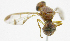  ( - cau01424)  @11 [ ] Unspecified (default): All Rights Reserved (2010) China Agricutural University, Insect Collection China Agricutural University, Insect Collection