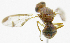  ( - cau01424)  @11 [ ] Unspecified (default): All Rights Reserved (2010) China Agricutural University, Insect Collection China Agricutural University, Insect Collection