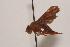  (Eurosta comma - TEPH025)  @12 [ ] Unspecified (default): All Rights Reserved  Unspecified Unspecified
