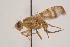  (Terellia palposa - TEPH054)  @12 [ ] Unspecified (default): All Rights Reserved  Unspecified Unspecified