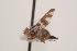  ( - TEPH125)  @12 [ ] Unspecified (default): All Rights Reserved  Unspecified Unspecified