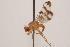  (Trypeta flaveola - TEPH164)  @13 [ ] Unspecified (default): All Rights Reserved  Unspecified Unspecified