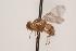  (Rhagoletotrypeta - TEPH181)  @12 [ ] Unspecified (default): All Rights Reserved  Unspecified Unspecified