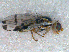  ( - DNA 20080816-02)  @13 [ ] Copyright (2010) Unspecified NCB Naturalis