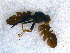  (Aciura - DNA 20081223-05)  @13 [ ] Copyright (2010) Unspecified NCB Naturalis