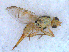  (Terellia gynaecochroma - DNA 20090522-08N)  @15 [ ] Copyright (2010) Unspecified NCB Naturalis