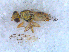  (Terellia vectensis - DNA 20090522-18)  @13 [ ] Copyright (2010) Unspecified NCB Naturalis