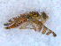  (Chaetorellia hestia - DNA 20090522-37)  @13 [ ] Copyright (2010) Unspecified NCB Naturalis