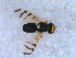  (Urophora cf. hispanica - DNA 20090522-55)  @14 [ ] Copyright (2010) Unspecified NCB Naturalis