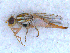  (Terellia longicauda - DNA 20090522-58)  @16 [ ] Copyright (2010) Unspecified NCB Naturalis