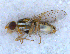  ( - DNA 20090522-59)  @12 [ ] Copyright (2010) Unspecified NCB Naturalis
