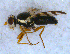  (Urophora sp - DNA 20090523-01)  @14 [ ] Copyright (2010) Unspecified NCB Naturalis