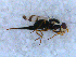  (Urophora hispanica - DNA 20090523-07)  @13 [ ] Copyright (2010) Unspecified NCB Naturalis