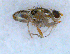  (Terellia cf. longicauda - DNA 20090523-27)  @16 [ ] Copyright (2010) Unspecified NCB Naturalis